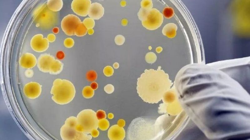 Alerta por brote de casos de Súper Hongo en Brasil