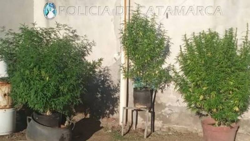 Intervinieron en una gresca y encontraron 5 plantas de marihuana
