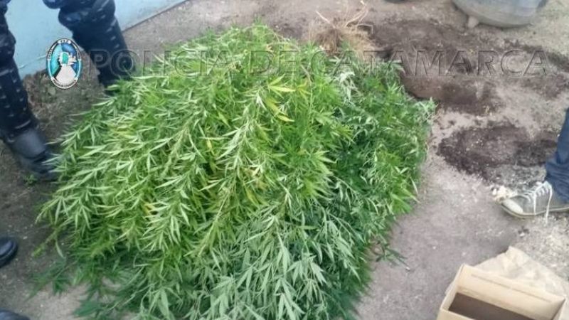 Intervinieron en una gresca y encontraron 5 plantas de marihuana