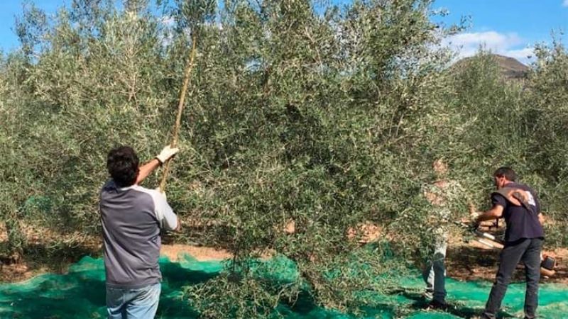 Por falta de cosecheros se perderían un millón y medio millón de dólares