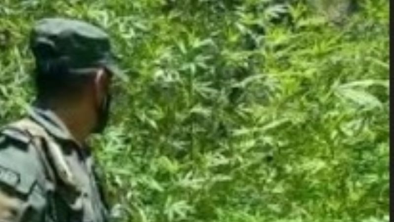 En allanamiento descubren una "huerta" de marihuana