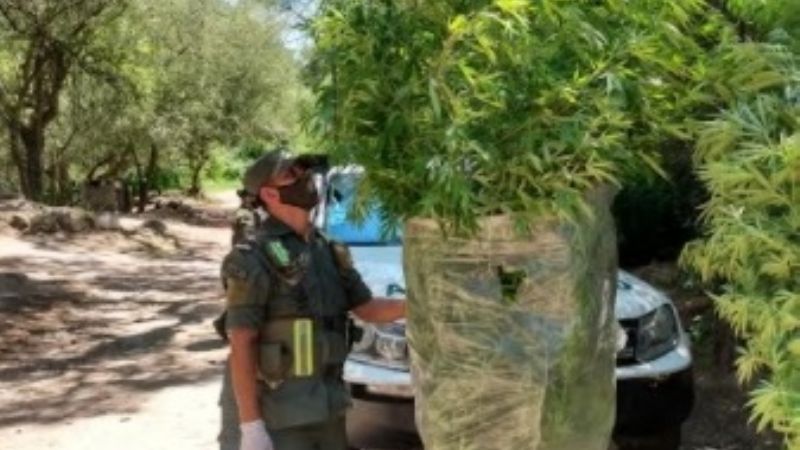 En allanamiento descubren una "huerta" de marihuana