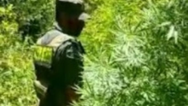 En allanamiento descubren una "huerta" de marihuana