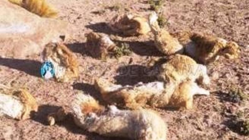 Secuestran cueros de vicuñas en Antofagasta de las Sierras