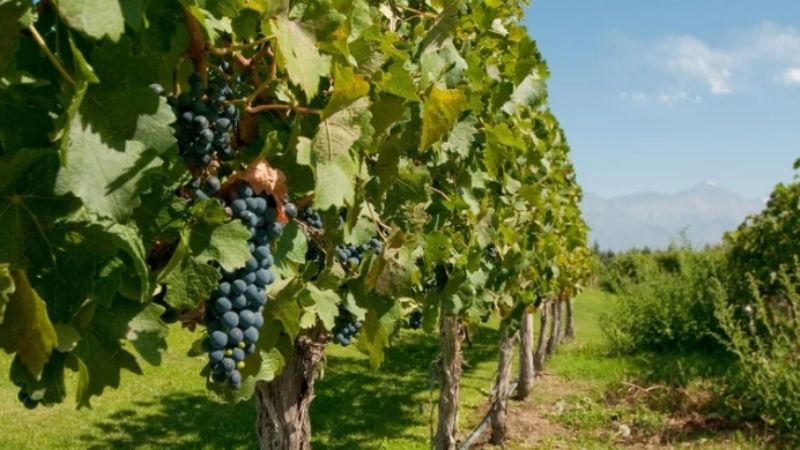 Lo que faltaba: La guerra del vino entre Argentina y Chile