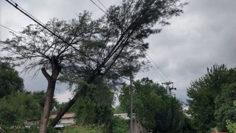 Parte de Valle Viejo sin luz por un árbol caído
