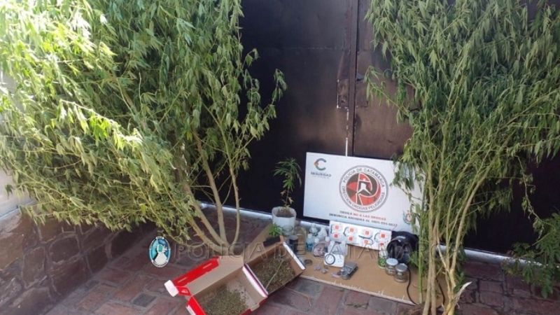 En dos allanamientos secuestran marihuana y plantas de cannabis