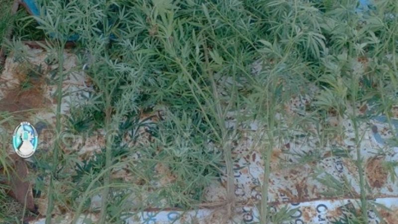 En dos allanamientos secuestran marihuana y plantas de cannabis