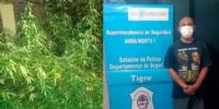 BARRIOS detenido y las plantas de marihuana hallaas en su casa.