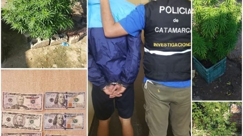 Esclarecen robo y secuestran plantas de marihuana