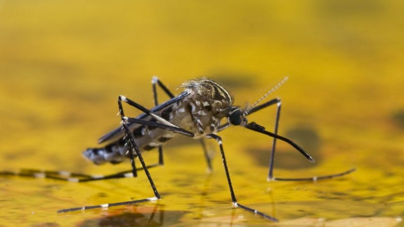 Fiebre amarilla: la importancia de la vacunación