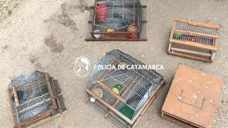 Secuestran aves canoras en El Alto