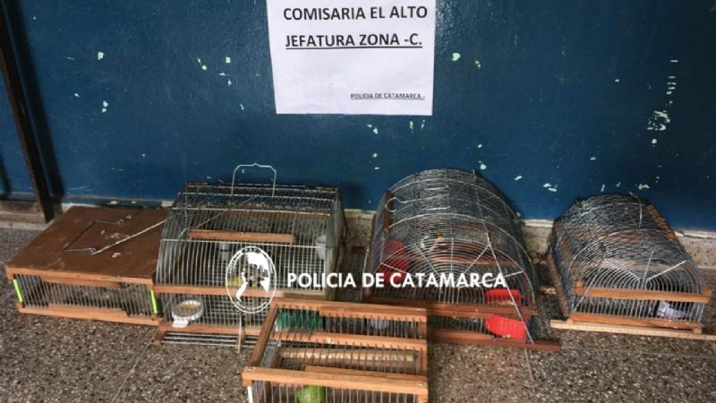 Secuestran aves canoras en El Alto