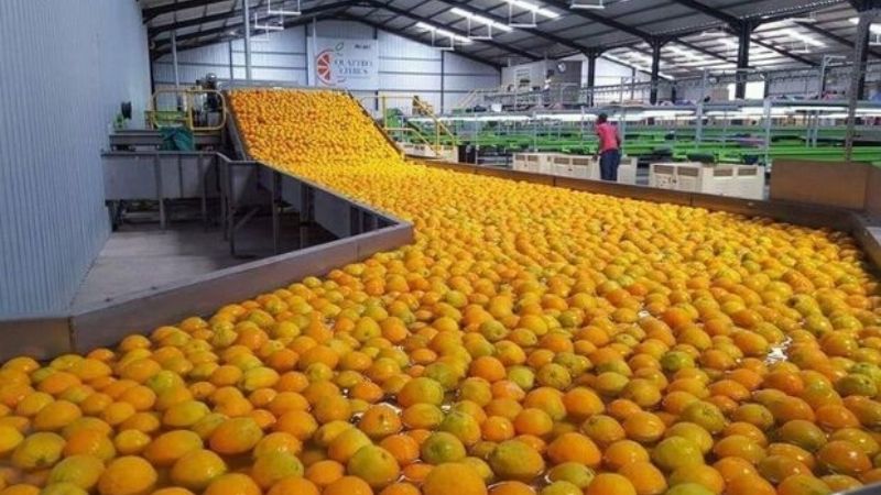 Argentina exportó a Europa 140.000 toneladas de cítricos