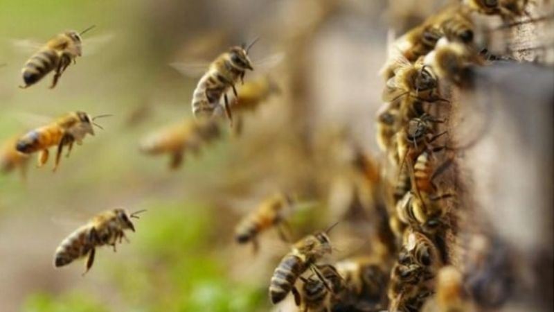 Abejas embravecidas mataron a un caballo y atacaron a transeúntes