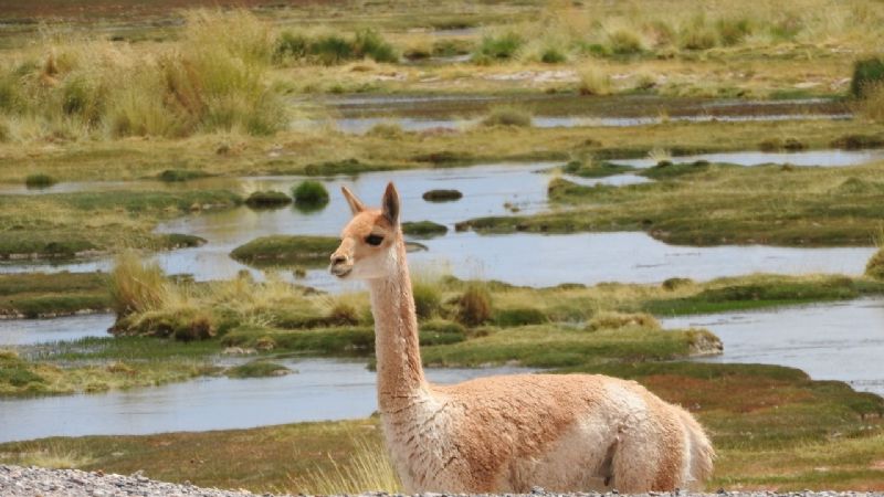 Catamarca presente en el Foro Federal de Bienestar Animal