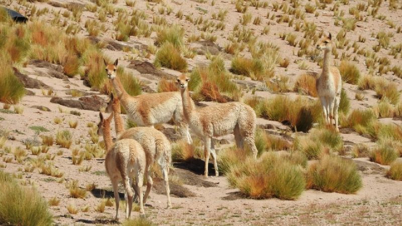 Catamarca presente en el Foro Federal de Bienestar Animal
