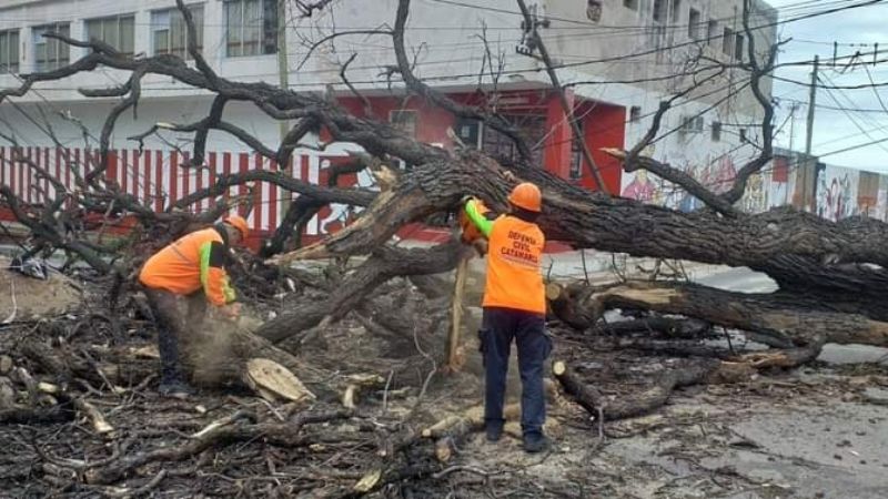 Defensa Civil trabaja para retirar árboles caídos por el temporal