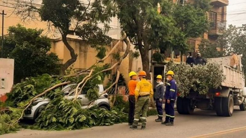 Defensa Civil trabaja para retirar árboles caídos por el temporal