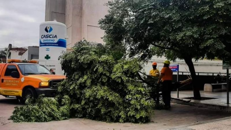 Defensa Civil trabaja para retirar árboles caídos por el temporal
