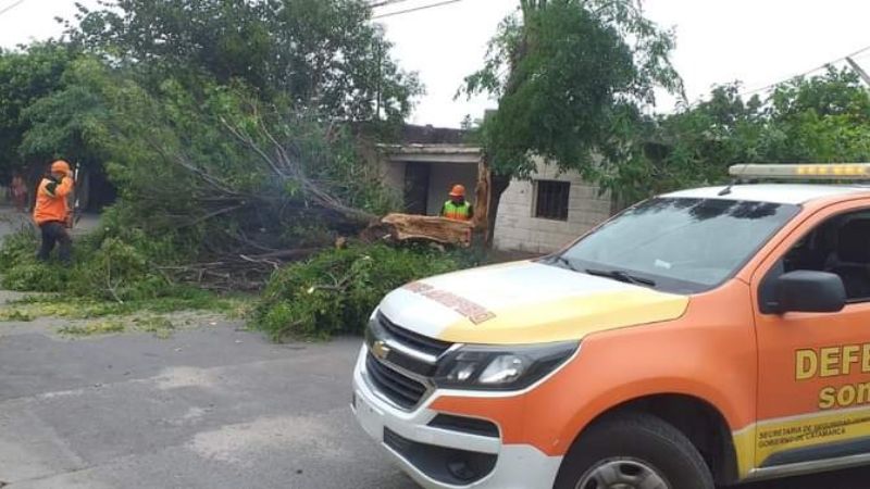 Defensa Civil trabaja para retirar árboles caídos por el temporal