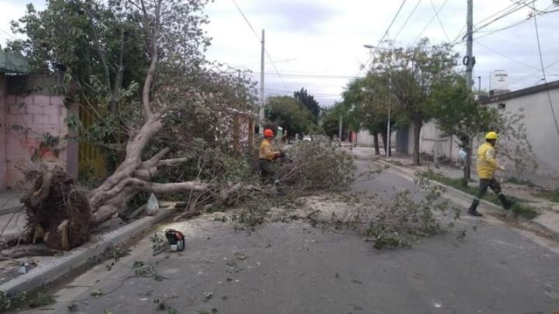 Defensa Civil trabaja para retirar árboles caídos por el temporal