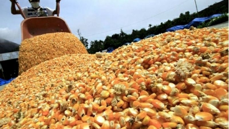 España y Portugal abrieron sus mercados al maíz argentino