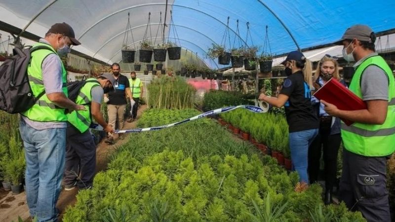 Secuestraron 300 cactus alucinógenos “San Pedro”