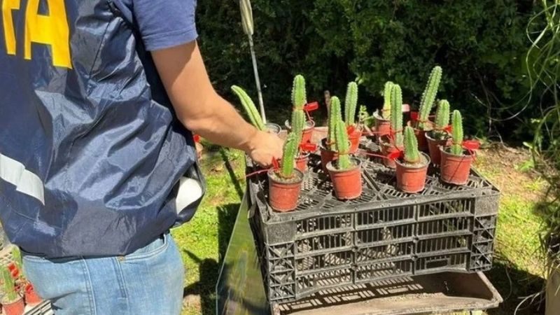 Secuestraron 300 cactus alucinógenos “San Pedro”