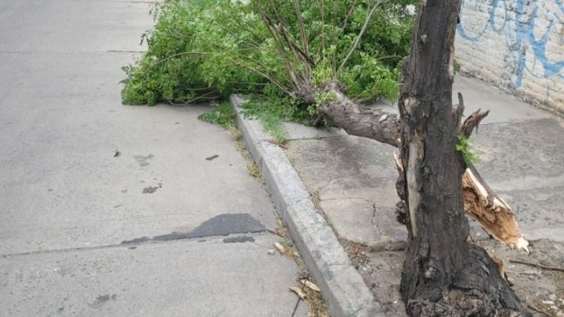 Árboles caídos por el fuerte viento a la madrugada