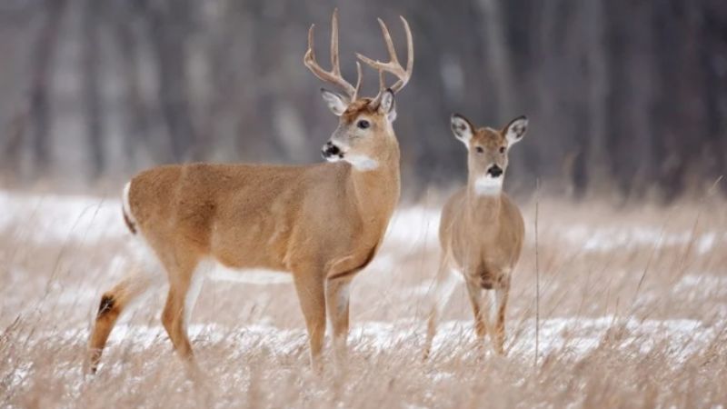 Hallaron una nueva variante del coronavirus en ciervos de Canadá