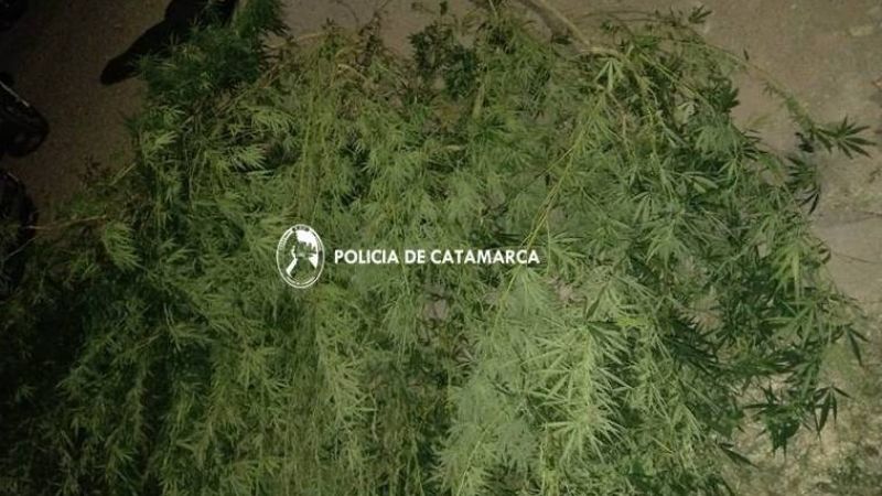 Tenían una plantación de marihuana