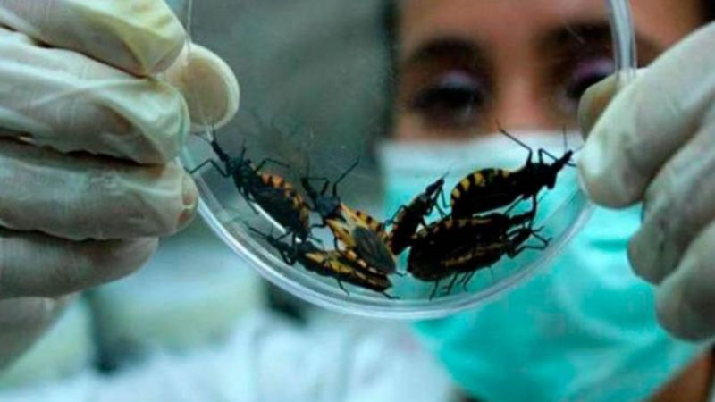 14 de abril: Día Mundial del Chagas