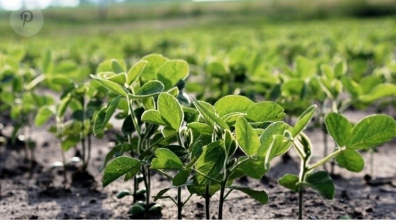 Las heladas tempranas limitan la recuperación de algunos cultivos