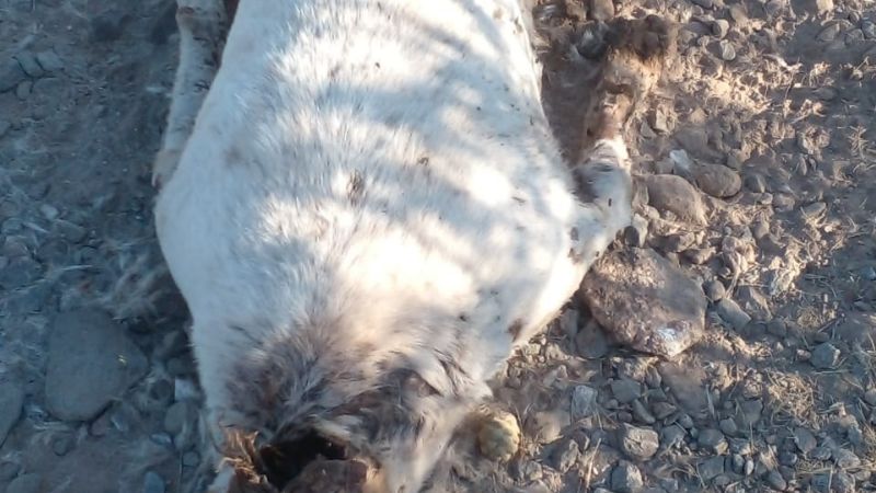 Aberrante: denunciaron matanza de perros en Pomán