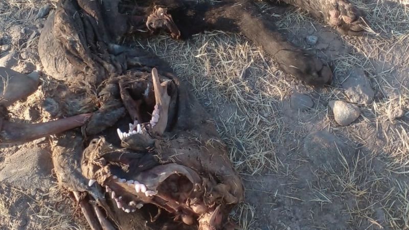 Aberrante: denunciaron matanza de perros en Pomán