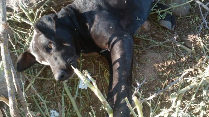 Aberrante: denunciaron matanza de perros en Pomán