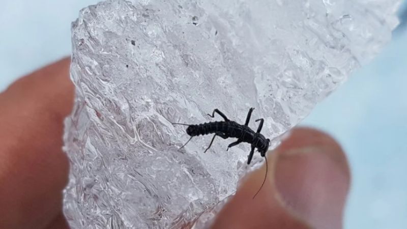 Cómo es el insecto descubierto en el Glaciar Perito Moreno y las incógnitas de la ciencia
