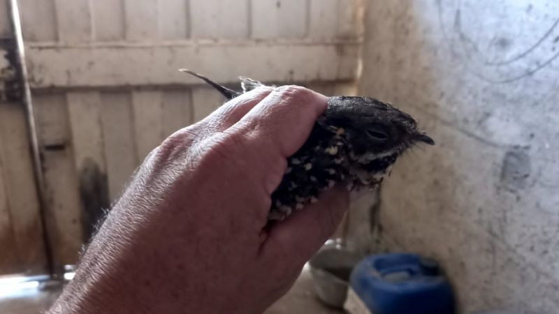 Rescatan ave herida en el sur de la Capital