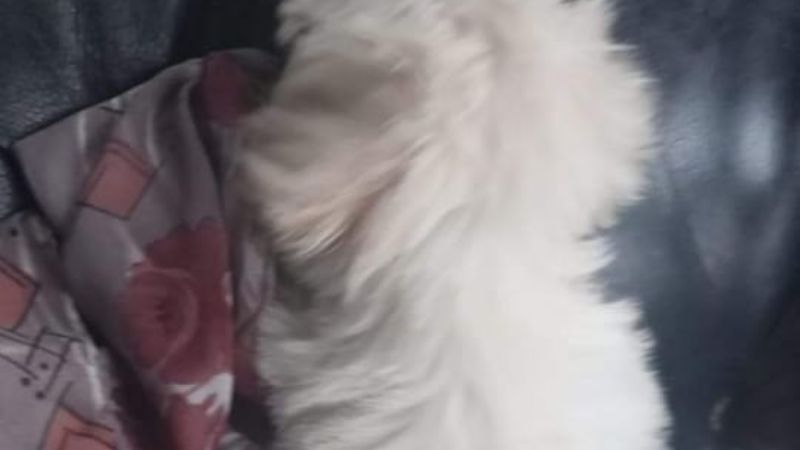 La bajaron por llevar un perrito en el colectivo