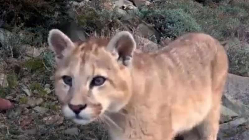 Encontraron un Puma en Banda de Varela