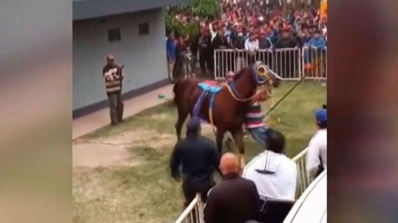 Un caballo fuera de control causó pánico en el Hipódromo