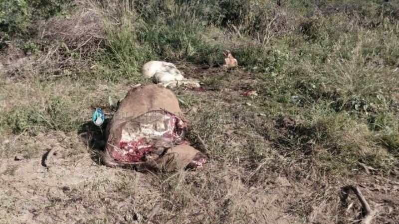 Arrestan a un hombre por faena ilegal de un vacuno y secuestran elementos en La Paz