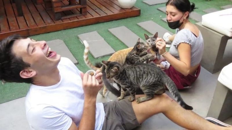 "Cat Café": El único lugar donde podes tomar un café con gatitos