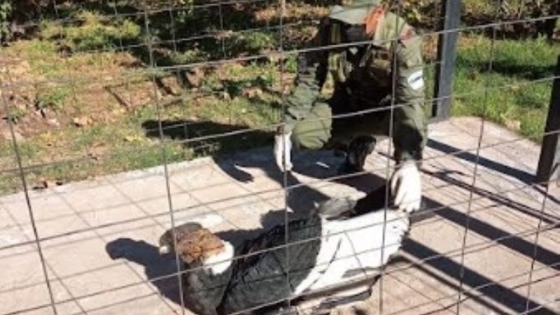 Rescatan a un cóndor andino imposibilitado para volar