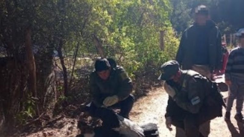 Rescatan a un cóndor andino imposibilitado para volar