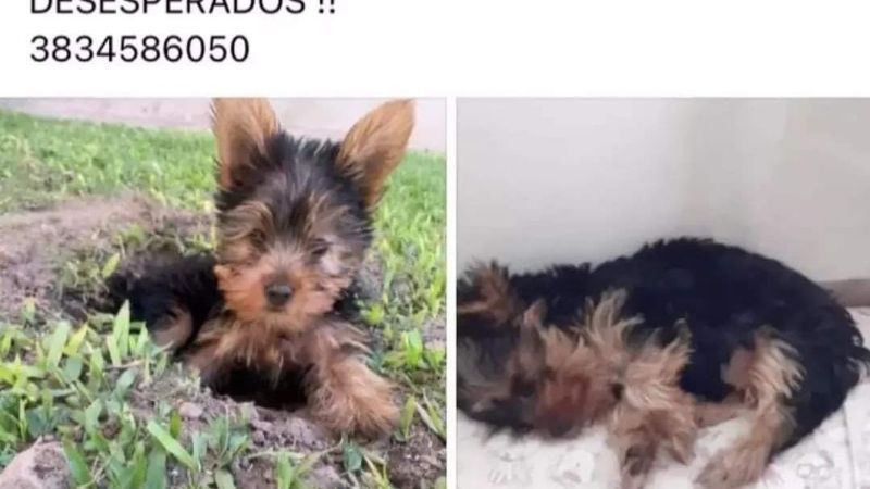 Se ruega información por un  perrito