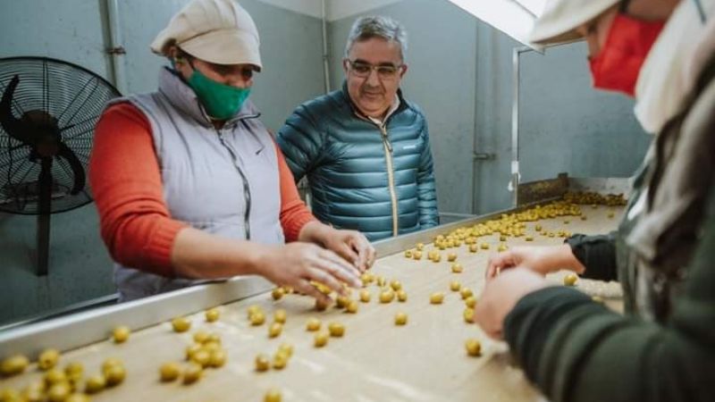Empresa catamarqueña con exportación de aceitunas a Australia