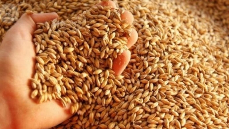 Cebada: proyectan otra cosecha récord tras un 8,3% más de superficia sembrada