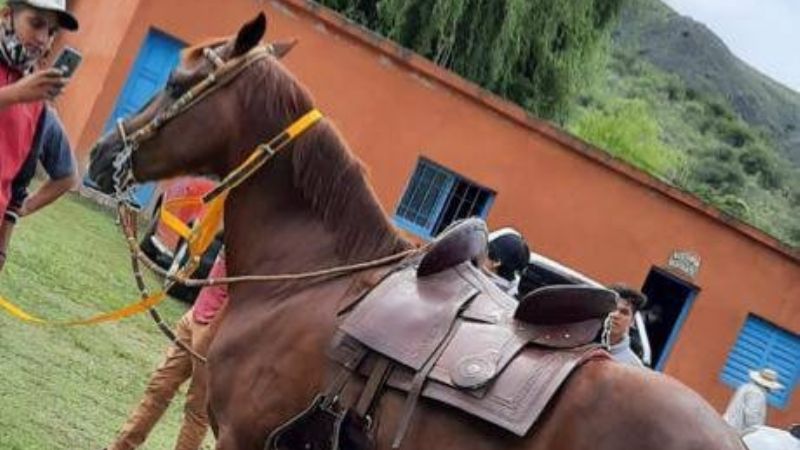 Recompensa por un caballo peruano